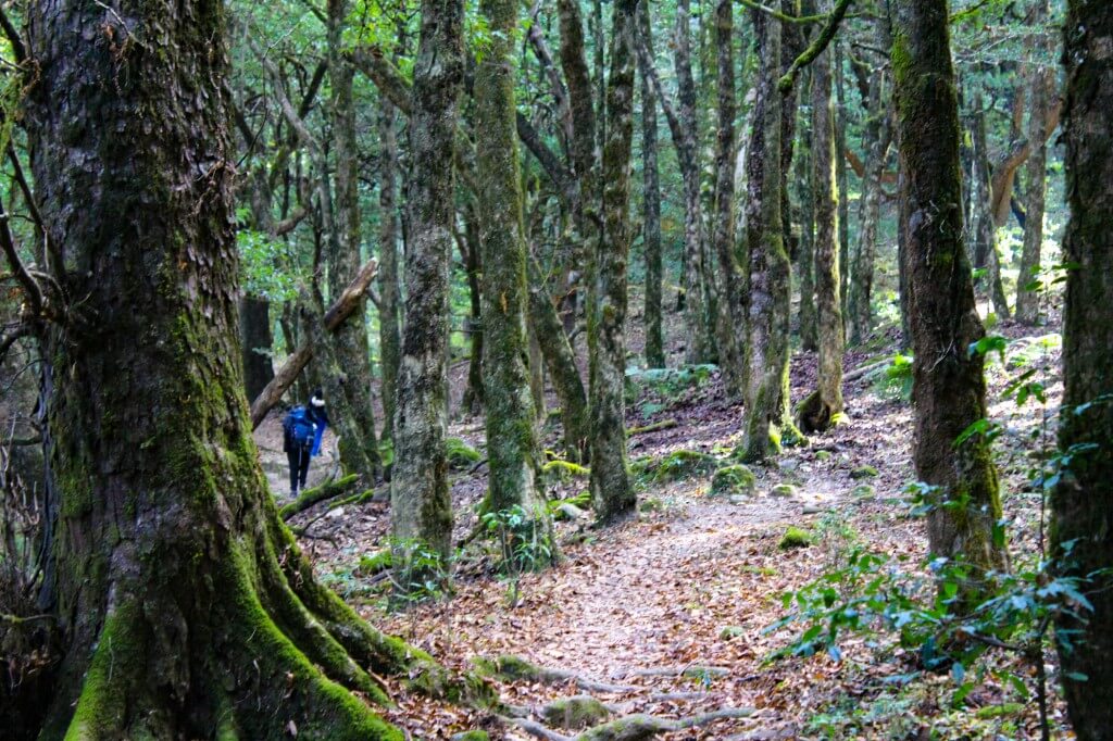 Forest Trail from Deoriatal to Chopta